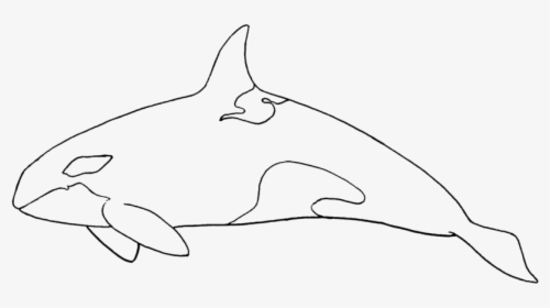 Transparent Killer Whale Png - Cartilaginous Fish, Png Download, Transparent PNG
