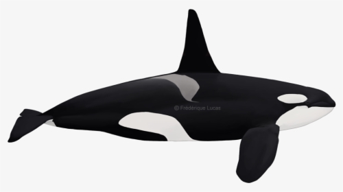 Eastern North Atlantic Killer Whale, HD Png Download, Transparent PNG