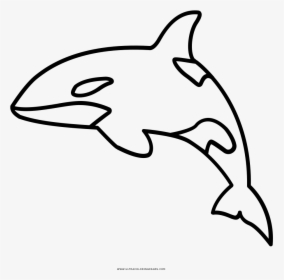 Full Size Of Coloring Book And Pages - Outline Of Killer Whale, HD Png Download, Transparent PNG