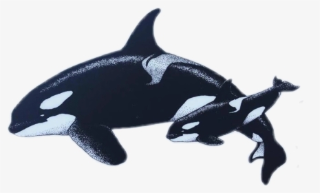 #orca #orcas #killerwhale #killerwhales #whale #whales - Killer Whale, HD Png Download, Transparent PNG