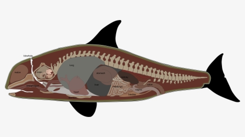 Pygmy Killer Whale Anatomy, HD Png Download, Transparent PNG