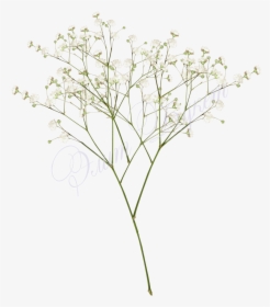 Top Images For Baby Breath Flowers Png White On Picsunday - Baby Breath Flower Png, Transparent Png, Transparent PNG
