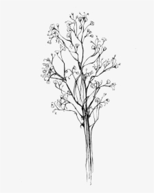 Drawing Baby S Breath Png , Png Download - Baby Breath Flower Png, Transparent Png, Transparent PNG