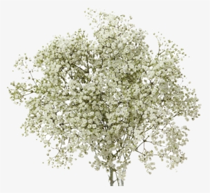 Transparent Baby S Breath Clipart - Baby's Breath Flower Png, Png Download, Transparent PNG