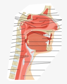 Respiratory System Hard Palate, HD Png Download, Transparent PNG