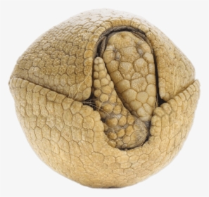 Rolled Up Armadillo - Armadillos, HD Png Download, Transparent PNG