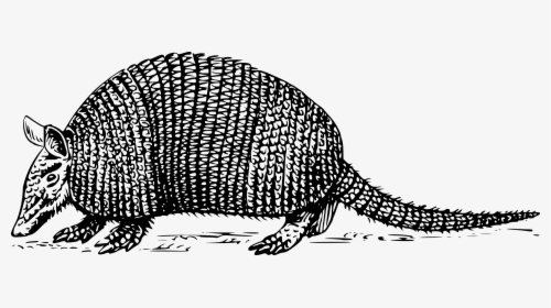 Armadillo Png Black And White - Black And White Armadillo, Transparent Png, Transparent PNG