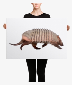 Armadillo Canvas   Class Lazyload Lazyload Mirage Cloudzoom - 1951 Chevy Styleline Drawing, HD Png Download, Transparent PNG