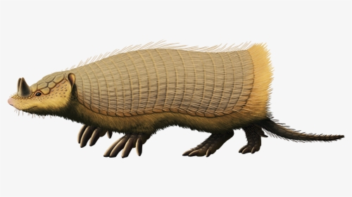 Peltephilus Ferox, An Armadillo From The Early Miocene - Peltephilus, HD Png Download, Transparent PNG