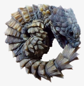 Armadillo Girdled Lizard, HD Png Download, Transparent PNG