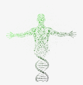 Molecular Structure Of Human Body, HD Png Download, Transparent PNG