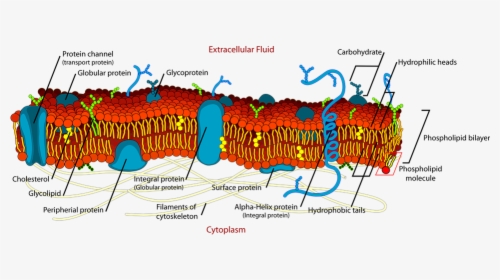 Biology, Cell, Diagram, Science, Membrane, Detail - Plasma Membrane Structure Labeled, HD Png Download, Transparent PNG