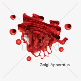 Golgi Apparatus Png - Transparent Golgi Apparatus Png, Png Download, Transparent PNG