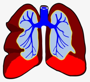 Lungs, Organ, Biology, Respiratory, System, Body, Air - Lung With Cancer Clipart, HD Png Download, Transparent PNG