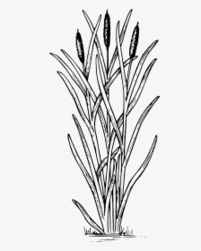 Drawing Cattail Clip Art Image - Cattail Clipart, HD Png Download, Transparent PNG
