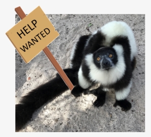 Help-wanted - Indri, HD Png Download, Transparent PNG