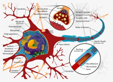 Yawning-brain7 - Inside A Nerve Cell, HD Png Download, Transparent PNG