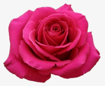 Hot Pink Rose, HD Png Download, Transparent PNG