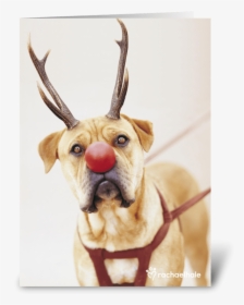 A Red Nose Will Get You Everywhere Greeting Card, HD Png Download, Transparent PNG