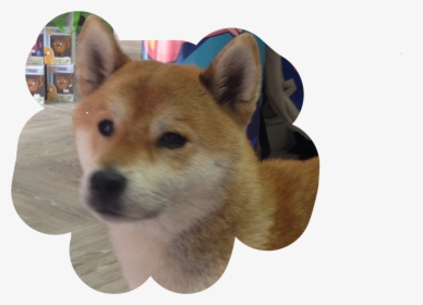 Companion Dog , Png Download, Transparent Png, Transparent PNG