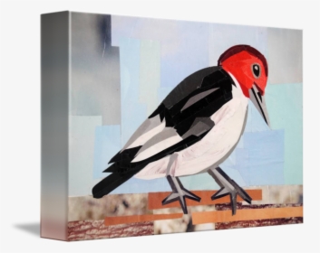 Clip Art Carpenter Bird, HD Png Download, Transparent PNG