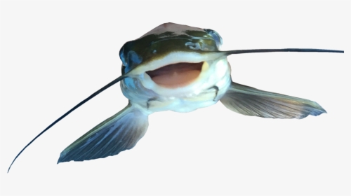 Catfish Png File, Transparent Png, Transparent PNG