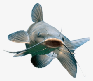 Blue Catfish, HD Png Download, Transparent PNG