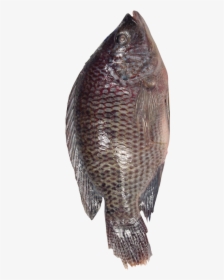 Fresh Basa/catfish/pangasius Bocourti From Vietnam, HD Png Download, Transparent PNG
