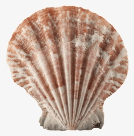 Transparent Sea Shells Png, Png Download, Transparent PNG