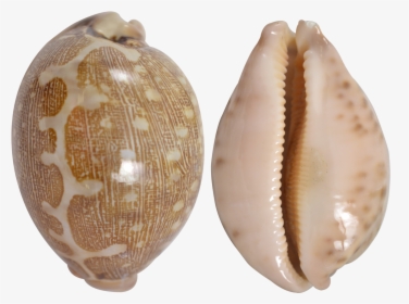 Mappa Cowrie Shell, HD Png Download, Transparent PNG