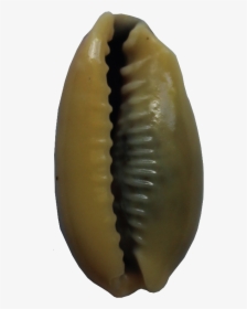 Shells Png, Transparent Png, Transparent PNG