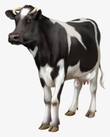 Cows Png, Transparent Png, Transparent PNG