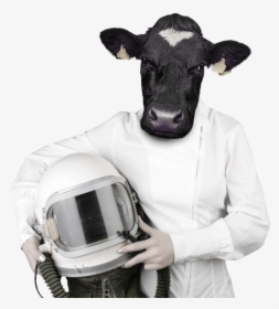 Cows Png, Transparent Png, Transparent PNG