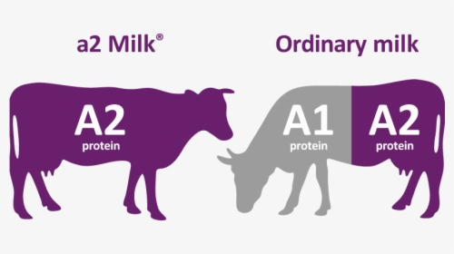 Cows Png, Transparent Png, Transparent PNG