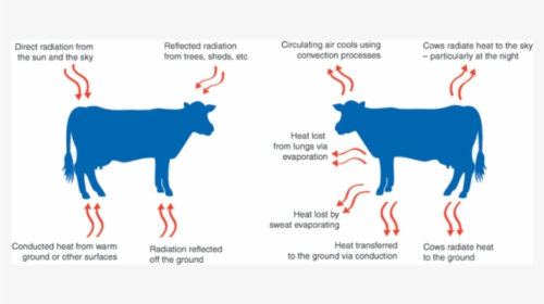 Keeping Cows Cool The Vet Group, HD Png Download, Transparent PNG