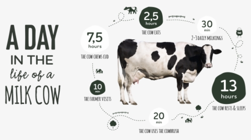 Cows Png, Transparent Png, Transparent PNG