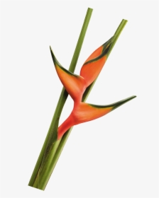 Lobster Salmon Foliage La Ilusion Buy Import Wholesale - Bird Of Paradise, HD Png Download, Transparent PNG