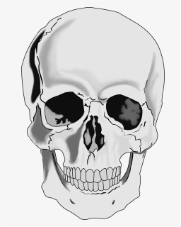 Clipart Realistic Human Skull - Realistic Skull Clipart, HD Png Download, Transparent PNG