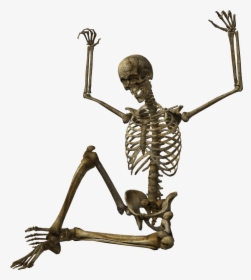 Human Skeleton Skull - Skeleton Photo High Quality, HD Png Download, Transparent PNG