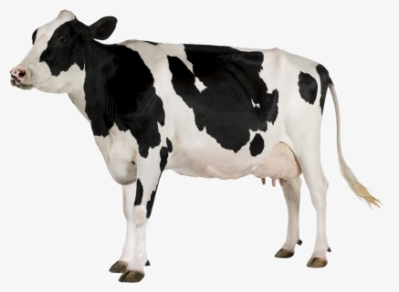 Black And White Cow Png - Cow With White Background, Transparent Png, Transparent PNG
