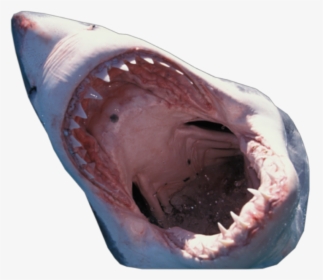 Shark Mouth Transparent Background - Shark Mouth Close Up, HD Png Download, Transparent PNG