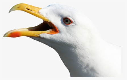 Download Gull Bird Png Transparent Images Transparent - Seagull Head No Background, Png Download, Transparent PNG