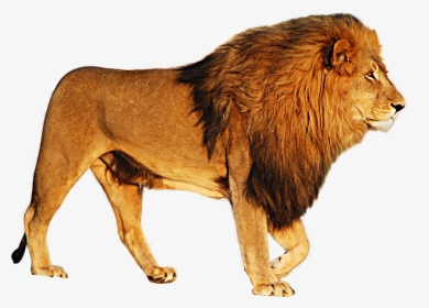 Lion Png Image - Lion With No Background, Transparent Png, Transparent PNG