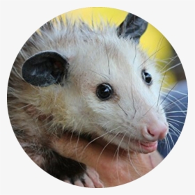 Cleveland Browns Rally Possum - Does Opossum Eat, HD Png Download, Transparent PNG
