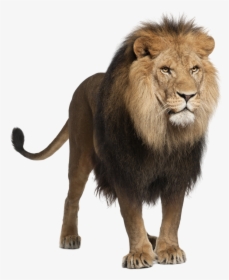 Lion Png Image, Free Image Download, Picture, Lions - Panthera Leo, Transparent Png, Transparent PNG