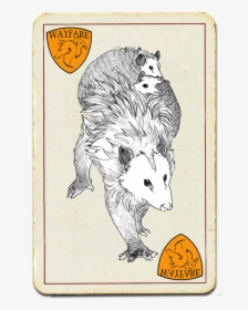 Opossum - Rat, HD Png Download, Transparent PNG