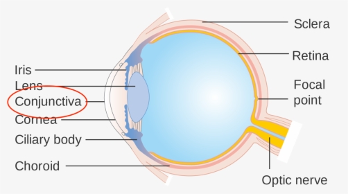 Parts Of Eye - Eye, HD Png Download, Transparent PNG