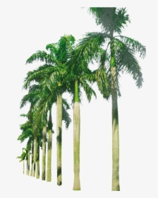 Palm Trees In A Row Png Image - Beach Palm Trees Png, Transparent Png, Transparent PNG