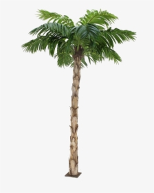 Palm Tree Png Image Background - Transparent Background Png Format Palm Tree Png, Png Download, Transparent PNG