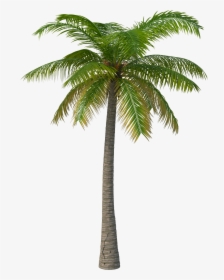 Palm Tree Png Image - Palm Tree Transparent Background, Png Download, Transparent PNG
